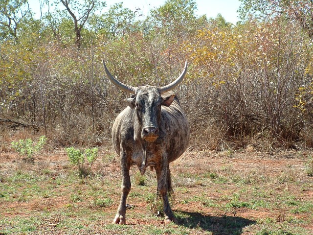 BULL BULL